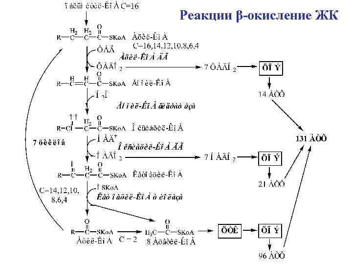 Реакции β-окисление ЖК 