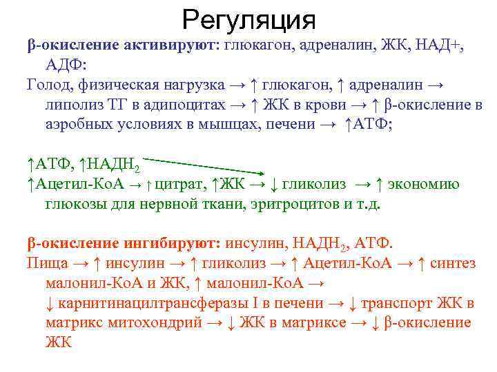 Регуляция β-окисление активируют: глюкагон, адреналин, ЖК, НАД+, АДФ: Голод, физическая нагрузка → ↑ глюкагон,