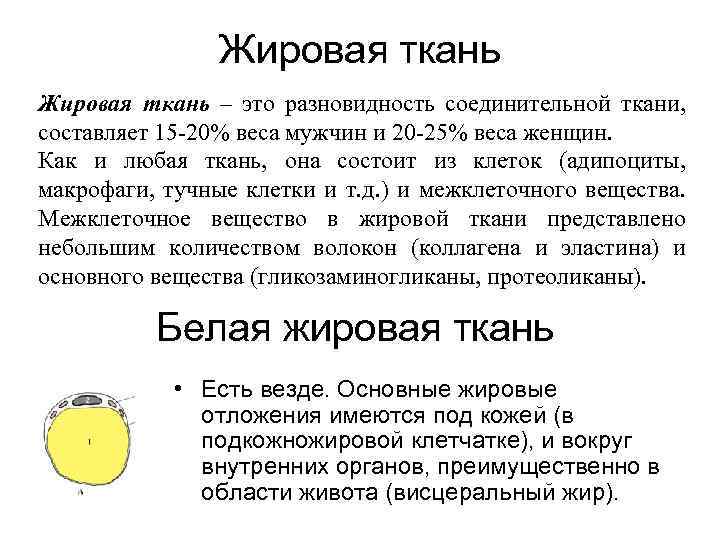 Жировая ткань – это разновидность соединительной ткани, составляет 15 -20% веса мужчин и 20