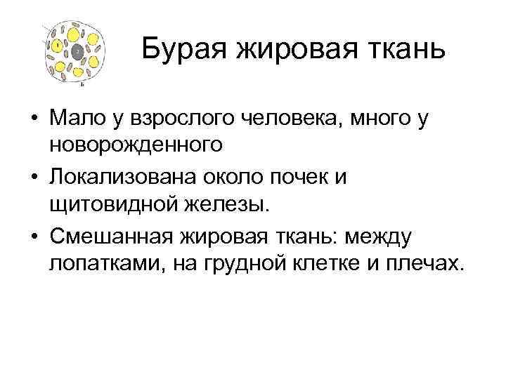 Бурая жировая ткань • Мало у взрослого человека, много у новорожденного • Локализована около