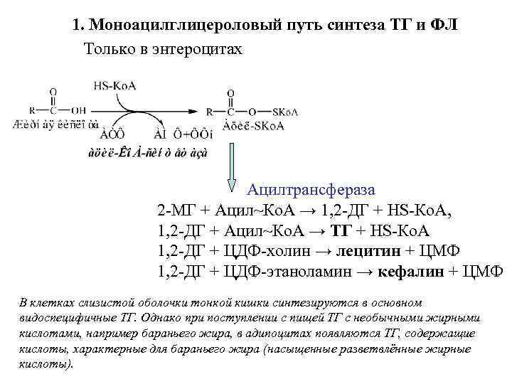 1. Моноацилглицероловый путь синтеза ТГ и ФЛ Только в энтероцитах Ацилтрансфераза 2 -МГ +