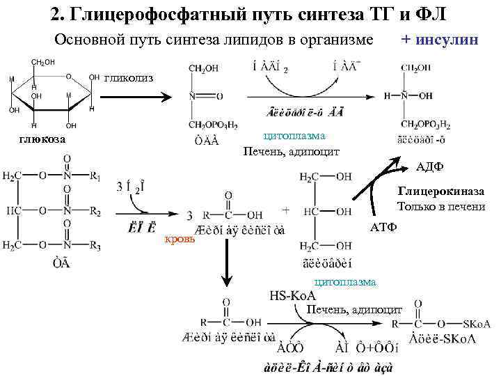 2. Глицерофосфатный путь синтеза ТГ и ФЛ Основной путь синтеза липидов в организме +