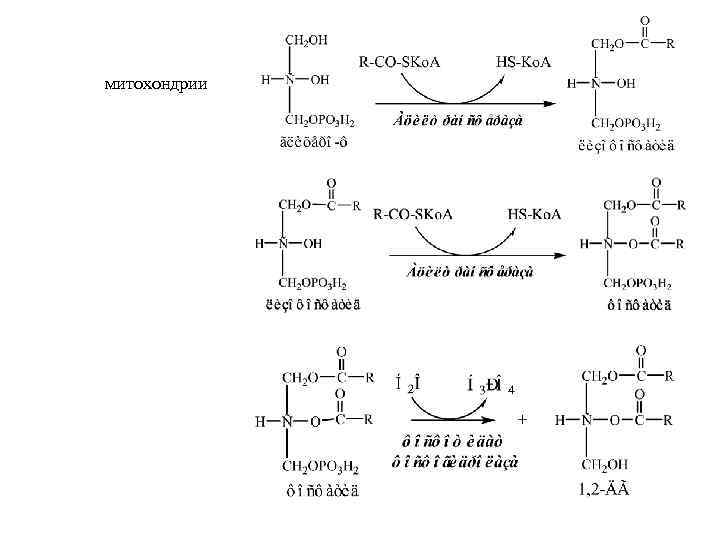 митохондрии 