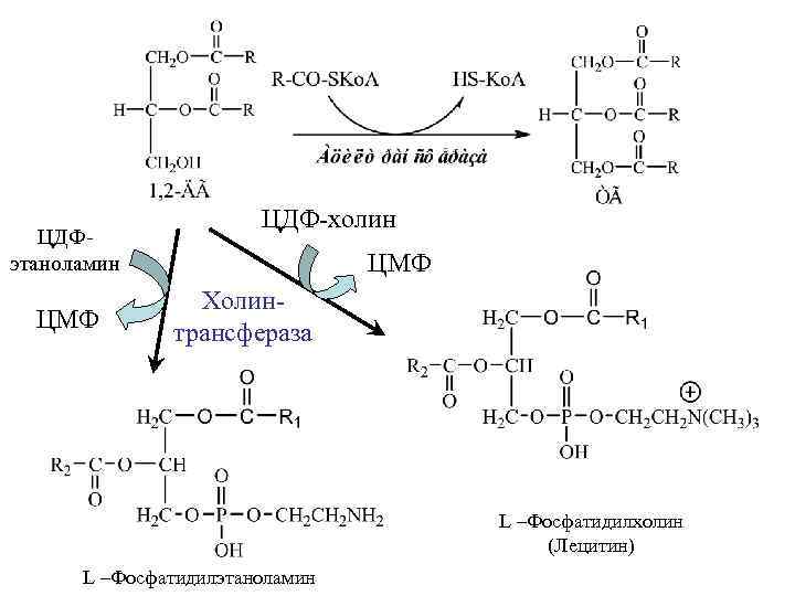 ЦДФэтаноламин ЦМФ ЦДФ-холин ЦМФ Холинтрансфераза L –Фосфатидилхолин (Лецитин) L –Фосфатидилэтаноламин 