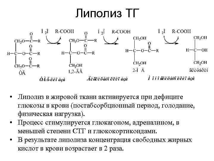 Липолиз ТГ • Липолиз в жировой ткани активируется при дефиците глюкозы в крови (постабсорбционный