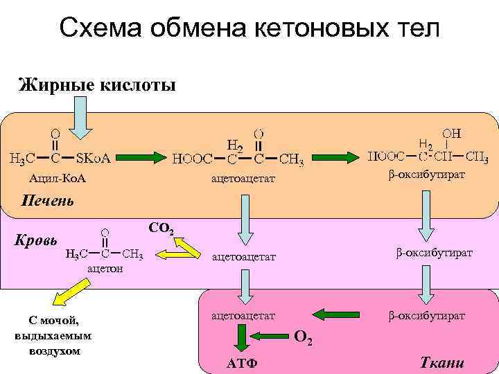 Схема обмена кетоновых тел Жирные кислоты Ацил-Ко. А β-оксибутират ацетоацетат Печень СО 2 Кровь
