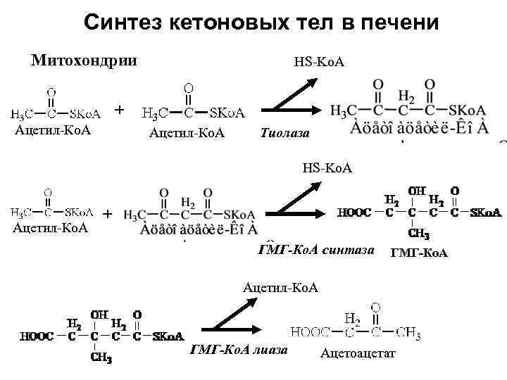 Синтез кетоновых тел в печени Митохондрии HS-Ko. A + Ацетил-Ко. А Тиолаза HS-Ko. A