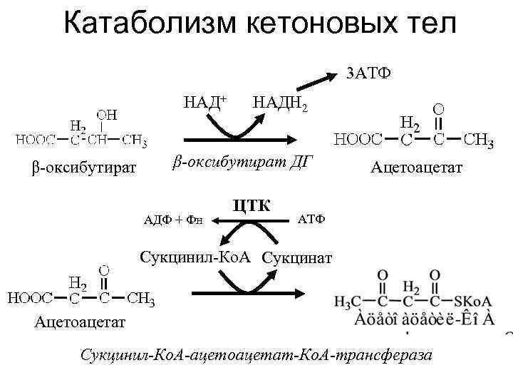 Катаболизм кетоновых тел 3 АТФ НАД+ β-оксибутират НАДН 2 β-оксибутират ДГ АДФ + Фн