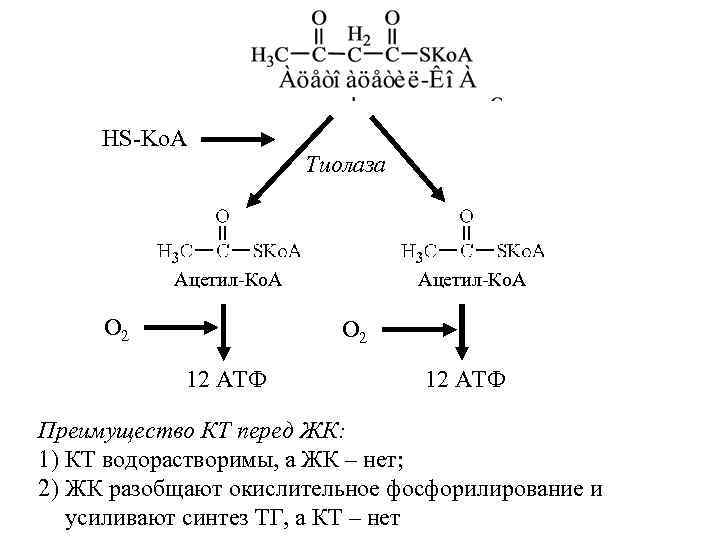 HS-Ko. A Тиолаза Ацетил-Ко. А О 2 12 АТФ Преимущество КТ перед ЖК: 1)