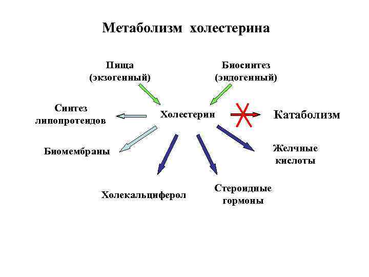 Метаболизм холестерина Пища (экзогенный) Синтез липопротеидов Биосинтез (эндогенный) Холестерин Биомембраны Холекальциферол Катаболизм Желчные кислоты