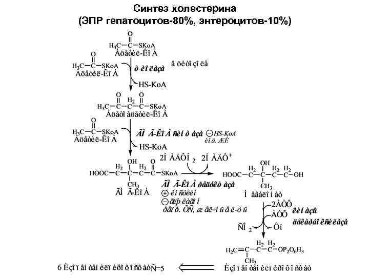 Синтез холестерина (ЭПР гепатоцитов-80%, энтероцитов-10%) 