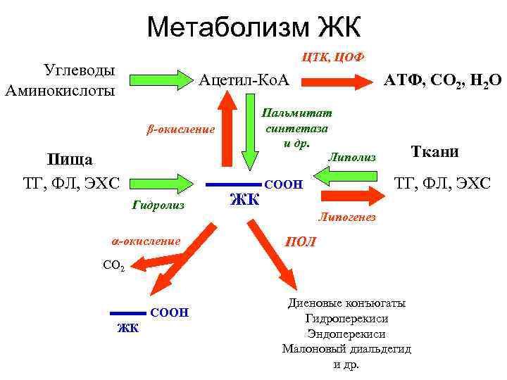 Метаболизм ЖК ЦТК, ЦОФ Углеводы Аминокислоты Ацетил-Ко. А Пальмитат синтетаза и др. Липолиз β-окисление
