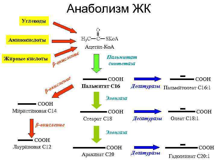 Анаболизм ЖК Углеводы Аминокислоты Ацетил-Ко. А Жирные кислоты е ени сл оки β- е