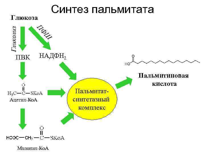 Синтез пальмитата ПВК Ш ПФ Гликолиз Глюкоза НАДФН 2 Ацетил-Ко. А Малонил-Ко. А Пальмитатсинтетазный