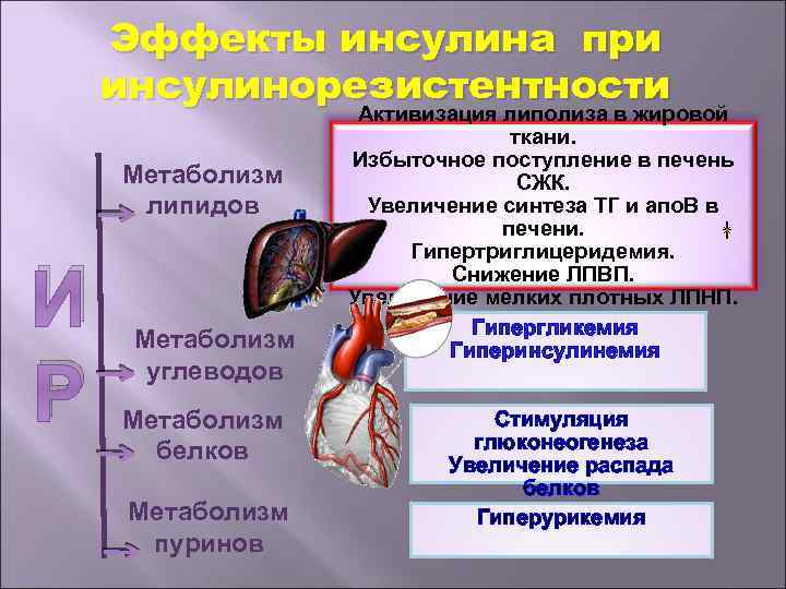 Эффекты инсулина при инсулинорезистентности Метаболизм липидов И Р Метаболизм углеводов Метаболизм белков Метаболизм пуринов