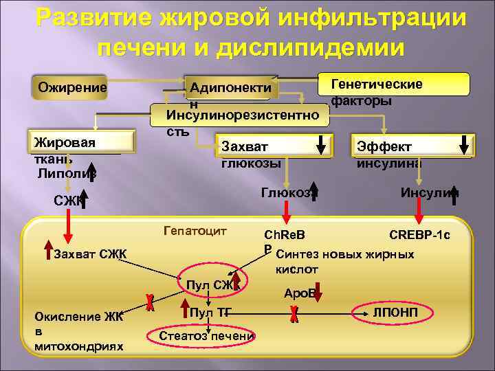 Развитие жировой инфильтрации печени и дислипидемии Ожирение Жировая ткань Липолиз Генетические Адипонекти факторы н