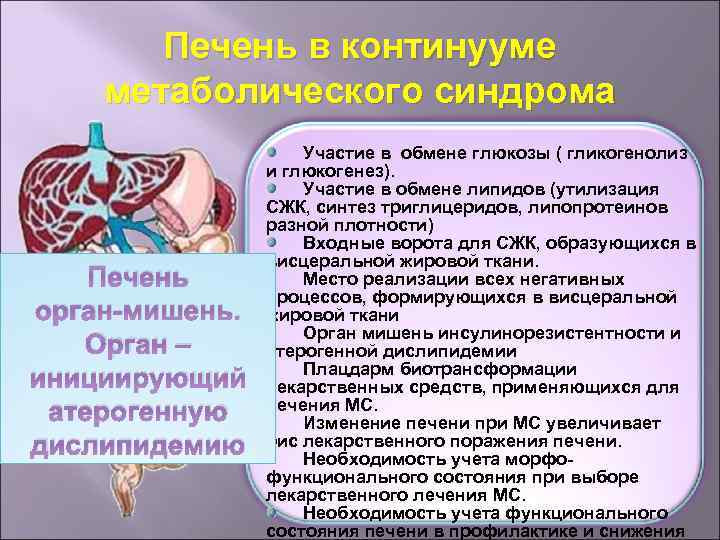 Печень в континууме метаболического синдрома Печень орган-мишень. Орган – инициирующий атерогенную дислипидемию Участие в