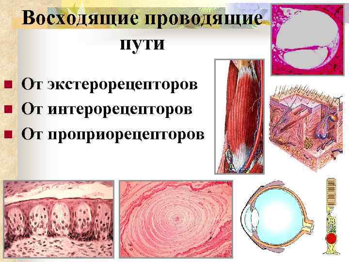 Восходящие проводящие пути n n n От экстерорецепторов От интерорецепторов От проприорецепторов 