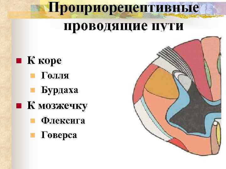 Проприорецептивные проводящие пути n К коре n n n Голля Бурдаха К мозжечку n