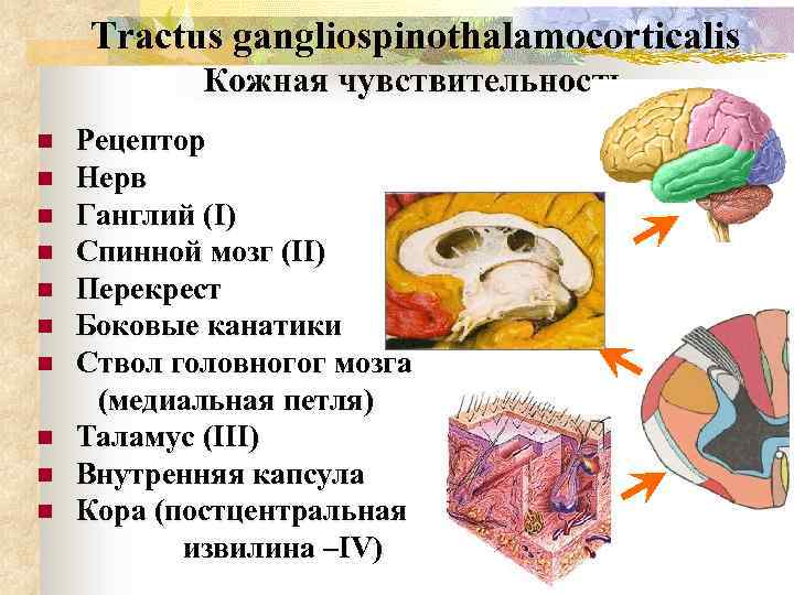 Tractus gangliospinothalamocorticalis Кожная чувствительность n n n n n Рецептор Нерв Ганглий (I) Спинной