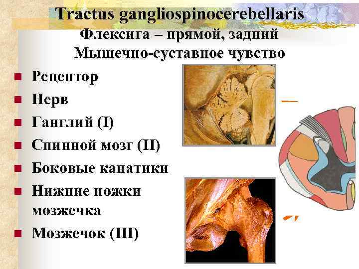 Tractus gangliospinocerebellaris n n n n Флексига – прямой, задний Мышечно-суставное чувство Рецептор Нерв