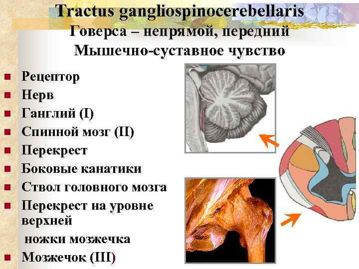 Tractus gangliospinocerebellaris Говерса – непрямой, передний Мышечно-суставное чувство n n n n n Рецептор