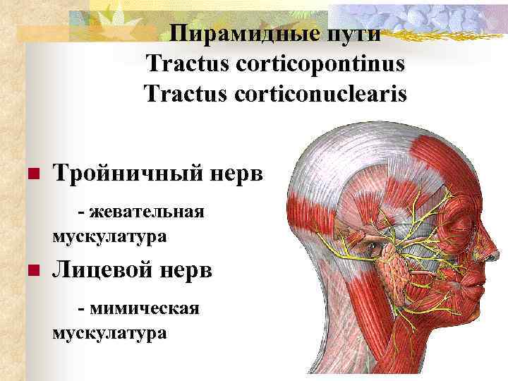 Пирамидные пути Tractus corticopontinus Tractus corticonuclearis n Тройничный нерв - жевательная мускулатура n Лицевой