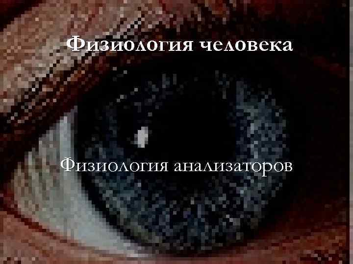 Физиология человека Физиология анализаторов 
