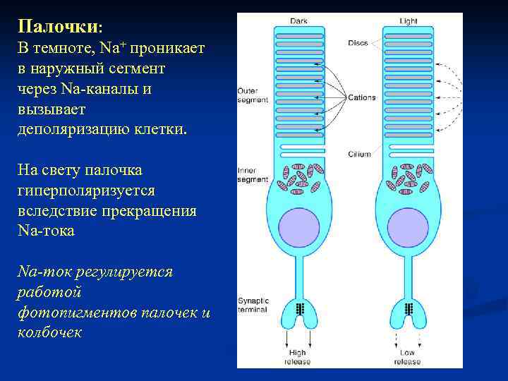 Палочки: В темноте, Na+ проникает в наружный сегмент через Na-каналы и вызывает деполяризацию клетки.