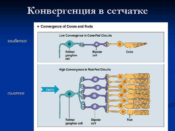 Конвергенция в сетчатке колбочки палочки свет 