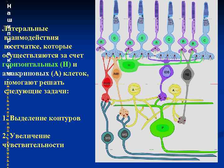 . Н а ш и Латеральные п взаимодействия р восетчатке, которые е осуществляются за