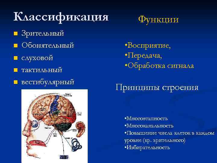 Классификация n n n Зрительный Обонятельный слуховой тактильный вестибулярный Функции • Восприятие, • Передача,