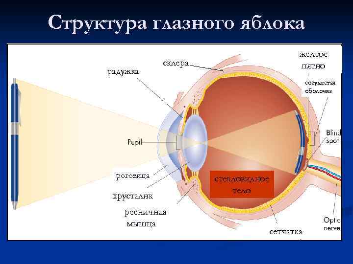 Структура глазного яблока радужка желтое пятно склера сосудистая оболочка роговица хрусталик ресничная мышца стекловидное