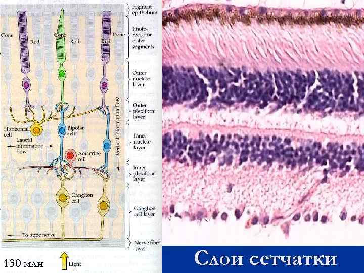 130 млн Слои сетчатки 