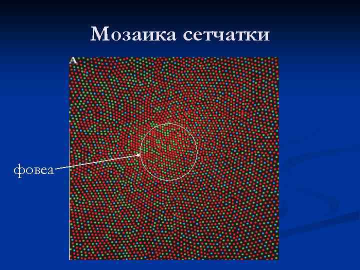 Мозаика сетчатки фовеа 