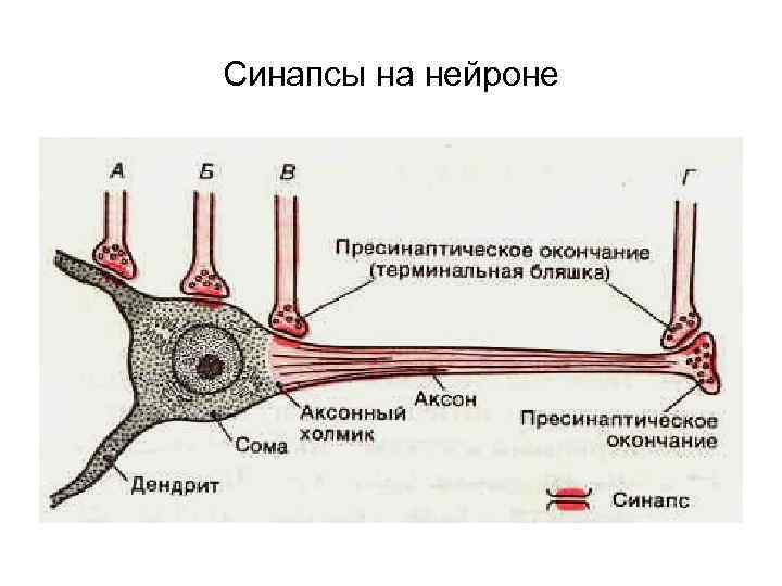 Синапсы на нейроне 