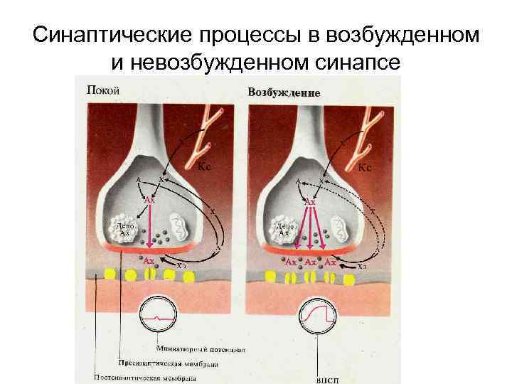 Синаптические процессы в возбужденном и невозбужденном синапсе 