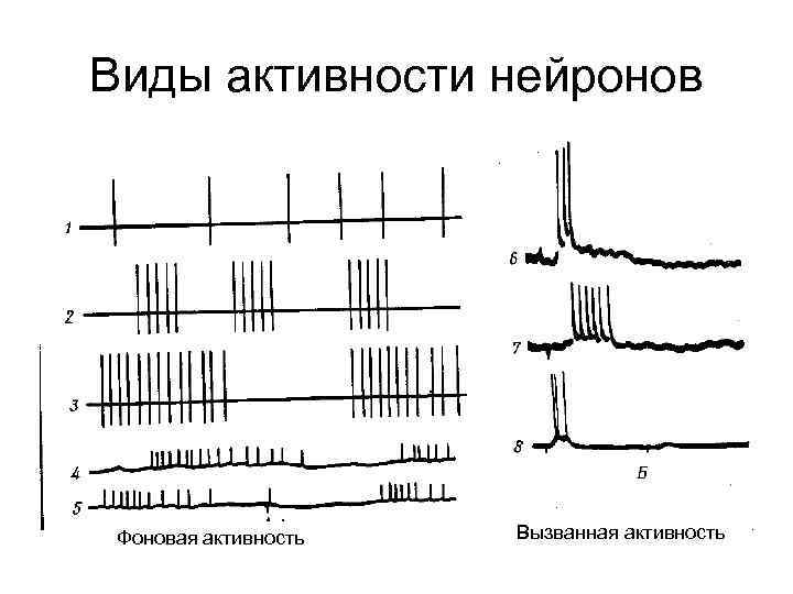 Виды активности нейронов Фоновая активность Вызванная активность 