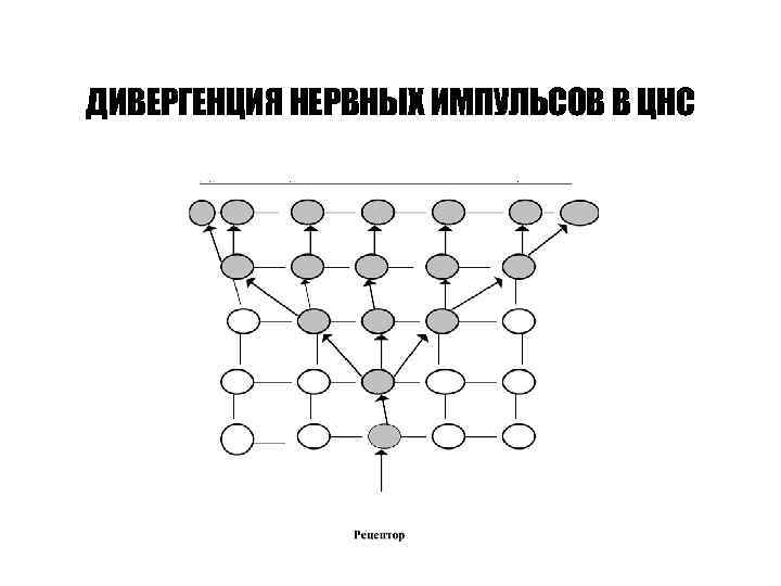 ДИВЕРГЕНЦИЯ НЕРВНЫХ ИМПУЛЬСОВ В ЦНС 