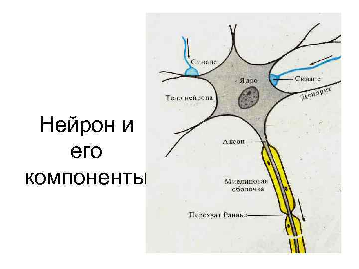 Нейрон и его компоненты 