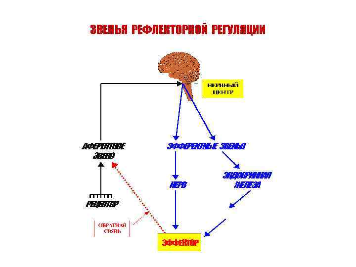 ЗВЕНЬЯ РЕФЛЕКТОРНОЙ РЕГУЛЯЦИИ 