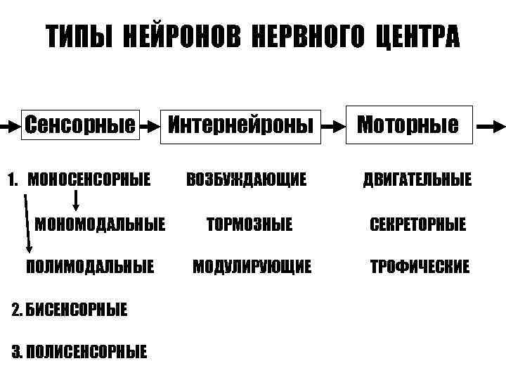 ТИПЫ НЕЙРОНОВ НЕРВНОГО ЦЕНТРА Сенсорные 1. МОНОСЕНСОРНЫЕ МОНОМОДАЛЬНЫЕ ПОЛИМОДАЛЬНЫЕ 2. БИСЕНСОРНЫЕ 3. ПОЛИСЕНСОРНЫЕ Интернейроны