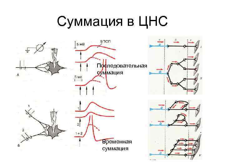 Суммация в ЦНС Последовательная суммация Временная суммация 