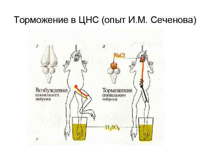 Торможение в ЦНС (опыт И. М. Сеченова) 