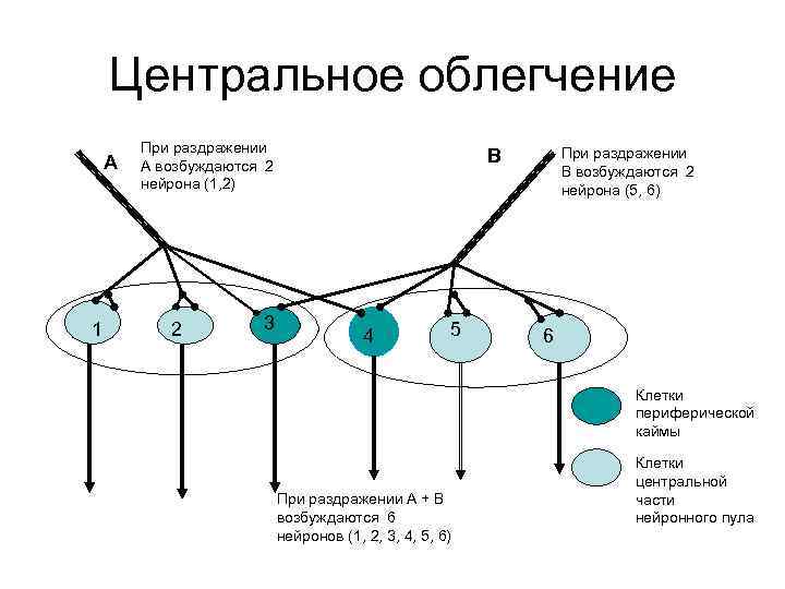 Центральное облегчение А 1 При раздражении А возбуждаются 2 нейрона (1, 2) 2 3