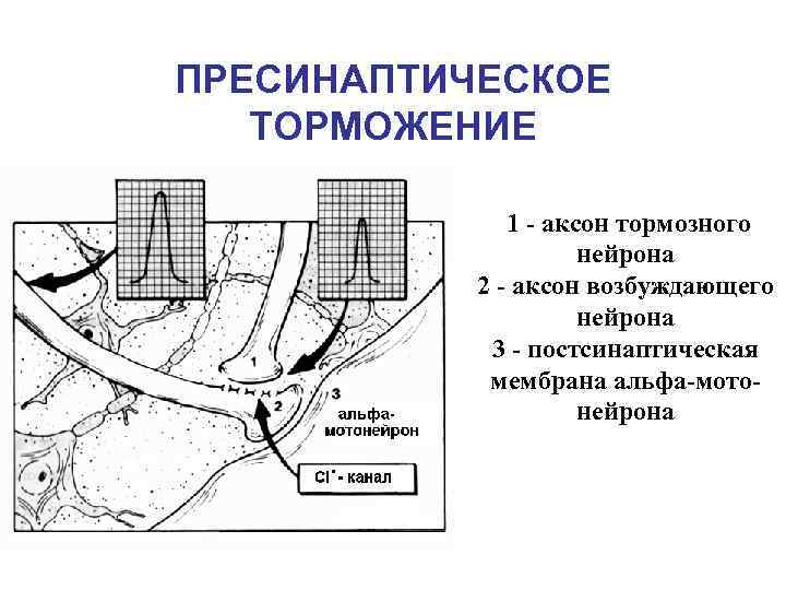 ПРЕСИНАПТИЧЕСКОЕ ТОРМОЖЕНИЕ 1 - аксон тормозного нейрона 2 - аксон возбуждающего нейрона 3 -