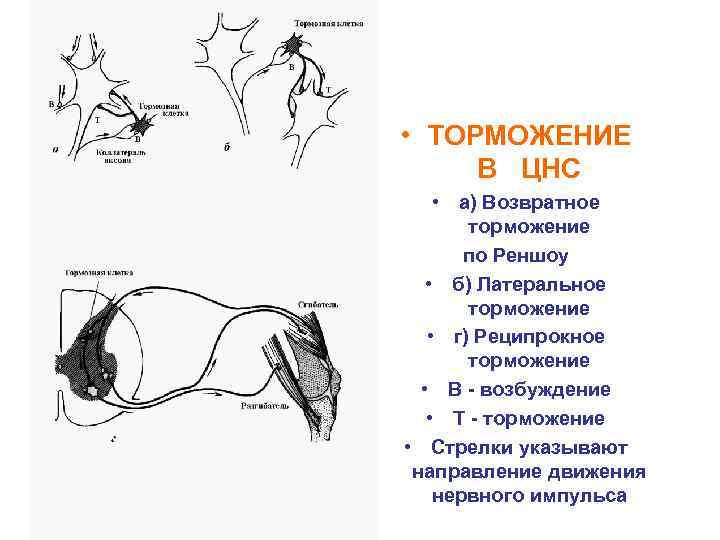  • ТОРМОЖЕНИЕ В ЦНС • а) Возвратное торможение по Реншоу • б) Латеральное