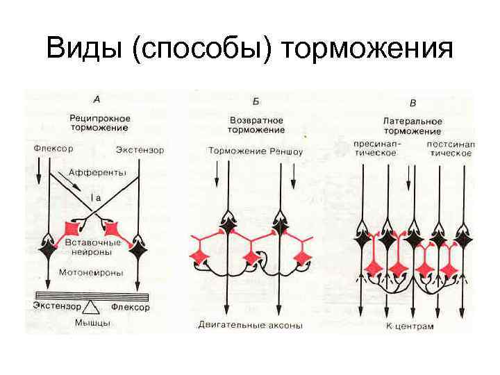 Виды (способы) торможения 