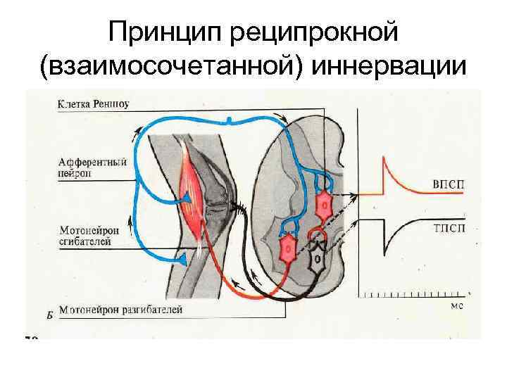 Принцип реципрокной (взаимосочетанной) иннервации 