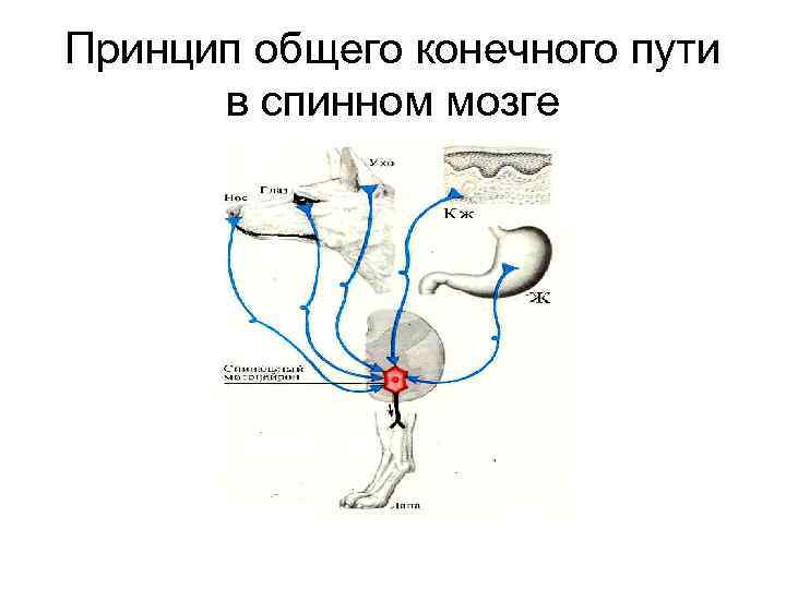 Принцип общего конечного пути в спинном мозге 